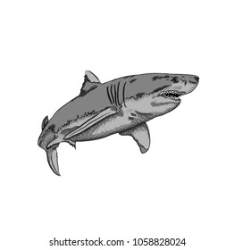 shark in the sea. vector illustration