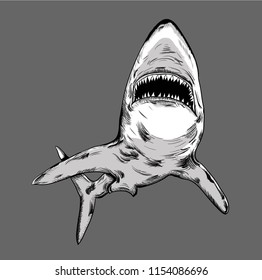 shark in the sea. vector illustration