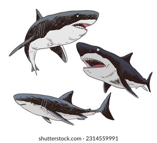 shark set bundle color vector illustration