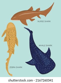 Shark set illustration. Vector image. Sharks seen in the Maldives. Tropical fish. Tropical. Whale shark. Nurse shark. Tiger shark. Flora and fauna. 