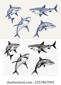 Shark, set of illustrations, realistic sketch, hand drawn vector
