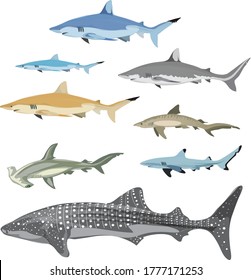 Shark set ,  Marine dangerous  fish - Vector