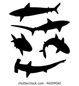 Shark Silhouette Set – Five Species in Circular Layout Including Hammerhead and Diverse Fin Shapes. A set of five black shark silhouettes arranged in a circular formation, each representing a distinct species. The bottom silhouette features a hammerhead shark, easily identified by its unique head shape. The remaining four silhouettes showcase variations in body curvature, fin placement, and tail structure, highlighting the diversity of shark morphology. This clean and educational vector design is ideal for use in marine biology visuals, editorial layouts, wildlife infographics, and educational materials. Suitable for both commercial and editorial use across print and digital platforms.