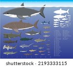 Shark Sizes Comparisons Cartoon Vector Illustration Set