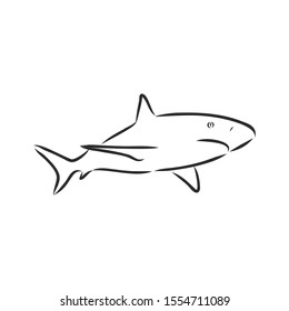 Shark sketch, contour vector illustration 