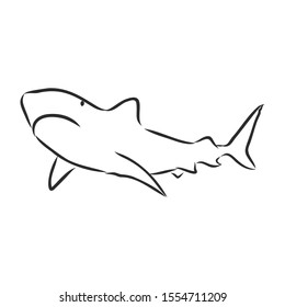 Shark sketch, contour vector illustration 