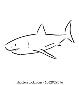 Shark sketch, sea fish, contour vector illustration 