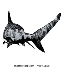 shark sketch vector graphics color picture