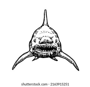 Shark sketch. Shark sketch vector graphics monochrome black-and-white drawing. Shark front view. Vector isolated illustration on white background