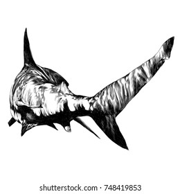 Shark Sketch Vector Graphics Monochrome Black-and-white Drawing