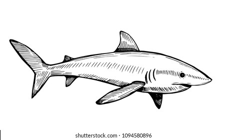 Shark sketch. Vector illustration