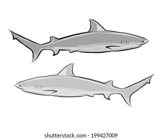 Shark sketch for your design