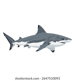 Shark in swimming pose – full body side view vector on white background, 2D vector illustration