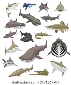 Shark Swimming Poses Set Various Species Cartoon Vector