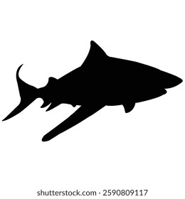 Shark template forward image vector photo art background 