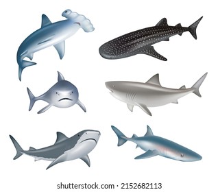 Shark. Underwater wild life different realistic dangerous sharks decent vector illustrations collection