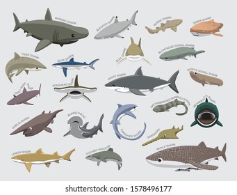 Tiger Shark Cartoon Images – Browse 1,289 Stock Photos, Vectors, and Video