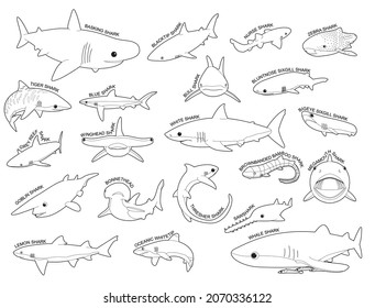 Shark Various Kind Identify Cartoon Vector Black and White