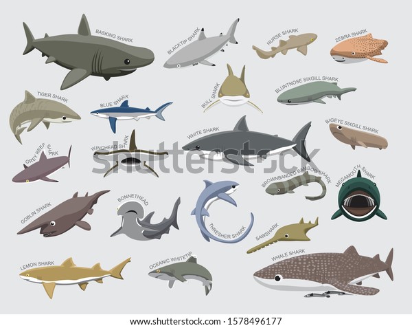 Shark Various Kind\
Identify Cartoon Vector