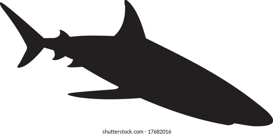 shark, vector