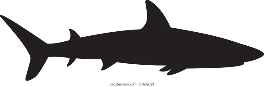 shark, vector