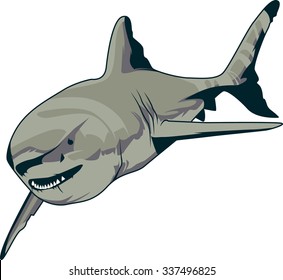 Shark vector