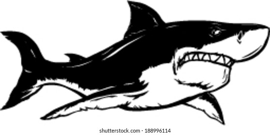 Shark vector illustration