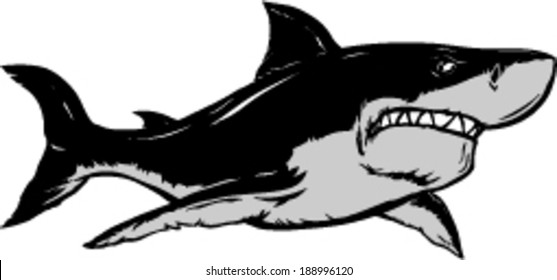 Shark vector illustration