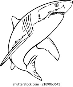 Shark vector linear black and white drawing