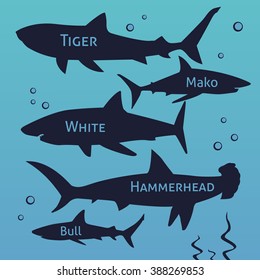 Shark vector silhouettes set. Sea fish, animal swimming, fauna illustration. 