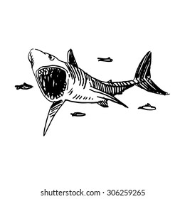 Shark. Vector sketch