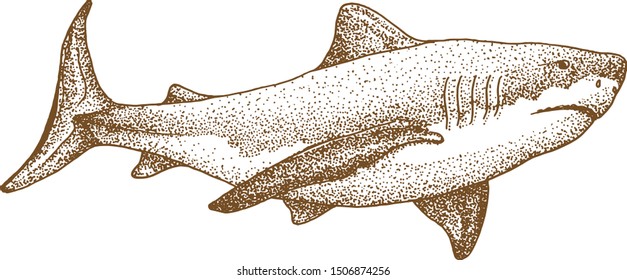 shark vektor pointillism hand drawing