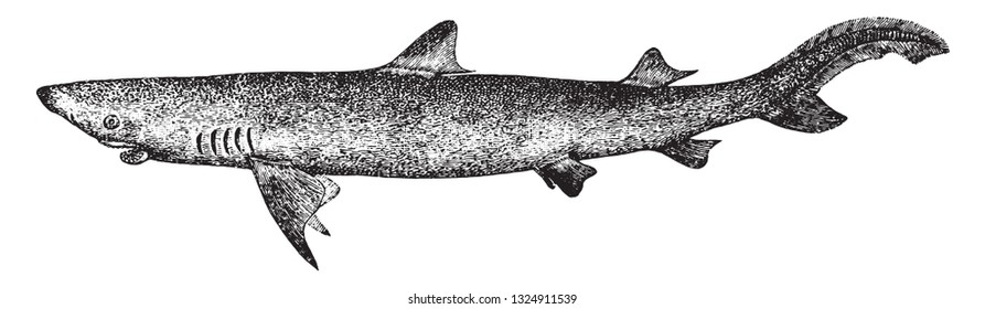 The Shark, vintage engraved illustration. From Deutch Vogel Teaching in Zoology.
