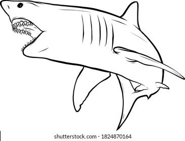 shark white angry vector illustration graphics art