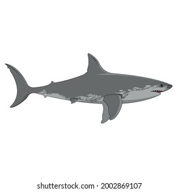 A shark with white background