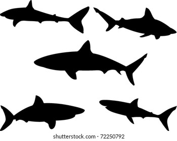 sharks collection vector