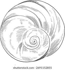 Olho de tubarão Seashell desenhado à mão ilustração