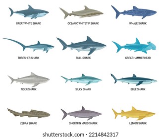 Haifische mit flachem Satz von Einzelsymbolen mit Text und Bildern von Raubfischen auf unscharfem Hintergrund, Vektorgrafik