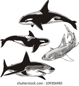 Sharks and killer whales. Set of black and white vector illustrations.