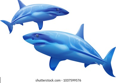 Sharks on a white background. Vector image.