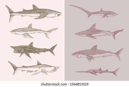 Sharks set.Great white shark, Sixgill sawshark. Basking Sand Tiger Hammerhead Thresher Atlantic Bull Mackerel Whale Blue sharks. Marine fish. Sea life. Hand drawn vintage sketch for logo or t-shirt.