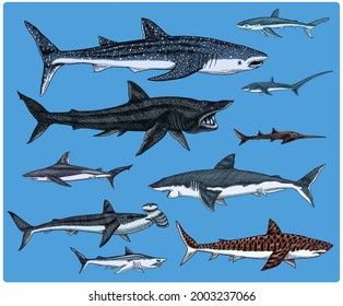 Sharks set.Great white shark, Sixgill sawshark. Basking Sand Tiger Hammerhead Thresher Atlantic Bull Mackerel Whale Blue sharks. Marine fish. Sea life. Hand drawn vintage sketch for logo or t-shirt.