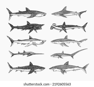 Tiburones ambientados. Gran tiburón blanco, Sixgill sawshark. Tigre de arena dorada, tiburón martillo de martillo, toro atlántico, tiburón azul ballena. Pescado marino. Vida marina. Esbozo vintage dibujado a mano para logotipo o camiseta.