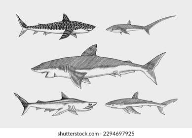 Sharks set.Great white shark, Sixgill sawshark. Basking Sand Tiger Hammerhead Thresher Atlantic Bull Mackerel Whale Blue sharks. Marine fish. Sea life. Hand drawn vintage sketch for logo or t-shirt.