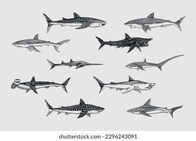 Sharks set.Great white shark, Sixgill sawshark. Basking Sand Tiger Hammerhead Thresher Atlantic Bull Mackerel Whale Blue sharks. Marine fish. Sea life. Hand drawn vintage sketch for logo or t-shirt.