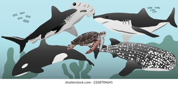 Sharks  Whales  Orca Whales  Turtles  swimming among the coral reefs
