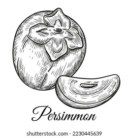 Sharon persimmon asian japanese kaki tropical juicy fruit botanical outline sketch. Autumn exotic sweet astringent vitamin food. Whole, cut slice. Jam ingredient. Vintage engraving. Hand drawn vector