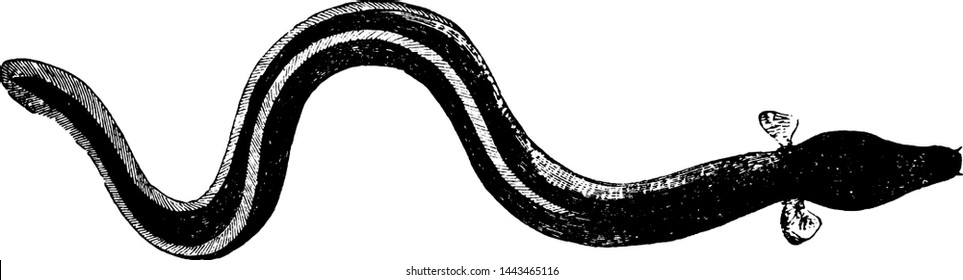 Nosed Eel, ilustración vintage.