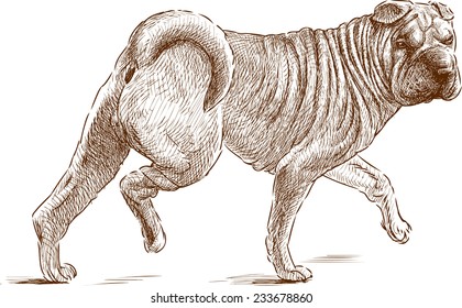 shar-pei