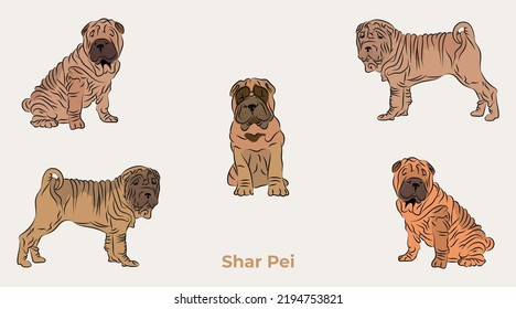 Sharpei breed, dog pedigree drawing. Cute dog characters in various poses, designs for prints, adorable and cute shar pei cartoon vector set. dogs in different poses. Flat cartoon style